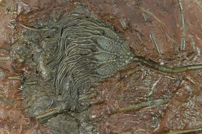 Silurian Fossil Crinoid (Scyphocrinites) Plate - Morocco #134242